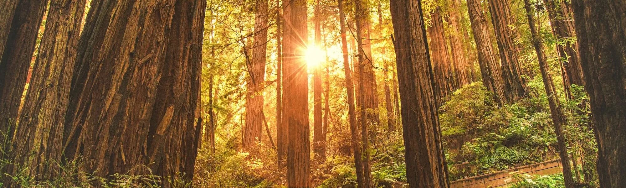 Redwoods in Big Sur, California